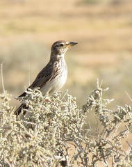 Galerida magnirostris magnirostris