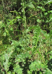 Carduus adpressus