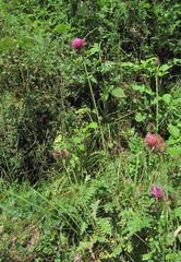 Carduus adpressus