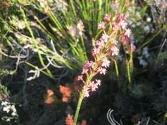 Struthiola macowanii