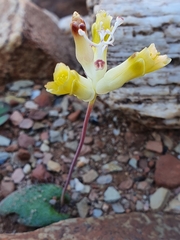 Lachenalia trichophylla