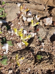 Lachenalia trichophylla