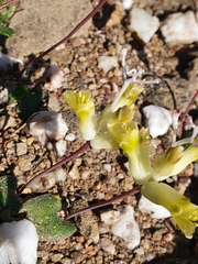 Lachenalia trichophylla
