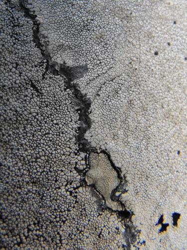 Buellia stellulata image