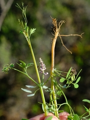 Trigonocapnos lichtensteinii