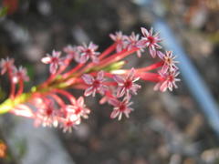 Struthiola macowanii