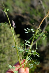 Trigonocapnos lichtensteinii