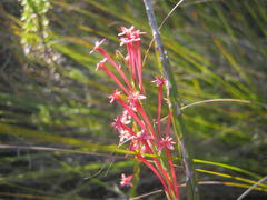 Struthiola macowanii