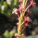 Struthiola macowanii - Photo 由 Di Turner 所上傳的 不保留任何權利