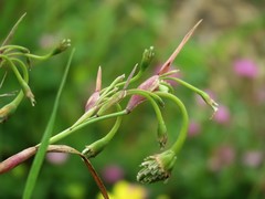 Cornucopiae cucullatum
