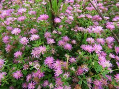 Trifolium resupinatum