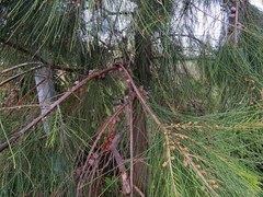 Casuarina equisetifolia