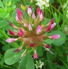 Trifolium spumosum