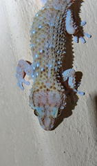 Chondrodactylus bibronii