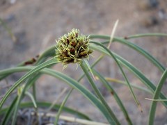 Cyperus capitatus