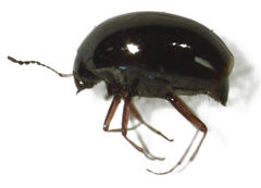 Baeocera actuosa