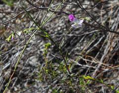 Heliophila juncea