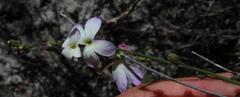 Heliophila juncea