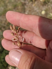 Camelina rumelica