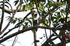 Megabyas flammulatus