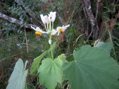 Sparrmannia africana