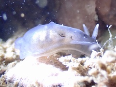 Dendrodoris nigra