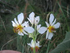 Sparrmannia africana