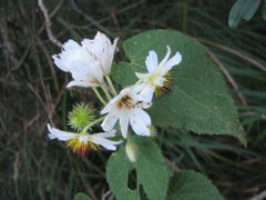 Sparrmannia africana