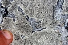 Dimelaena australiensis