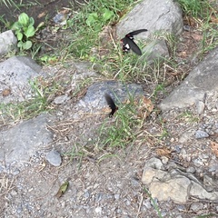 Byasa polyeuctes termessus