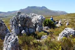 Dimelaena australiensis