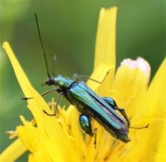 Oedemera nobilis