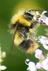 Bombus