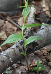 Angiospermae
