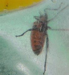 Corizus hyoscyami
