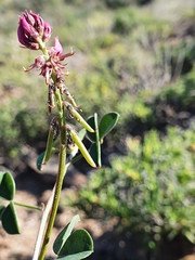 Indigofera intermedia
