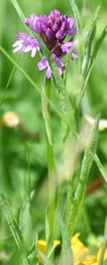 Anacamptis pyramidalis