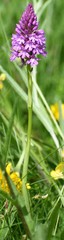 Anacamptis pyramidalis