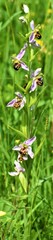 Ophrys apifera