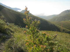 Leucadendron conicum