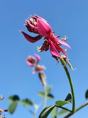 Indigofera intermedia