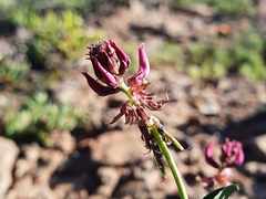 Indigofera intermedia