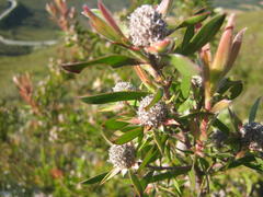 Leucadendron conicum