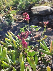 Indigofera intermedia