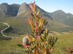 Leucadendron conicum
