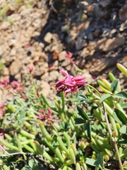 Indigofera intermedia