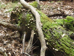 Agaricomycetes