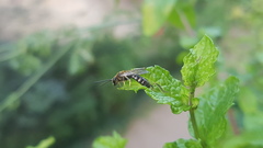 Lasioglossum