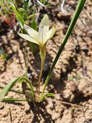 Romulea hirta