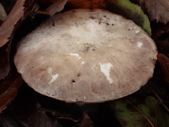 Agaricomycetes